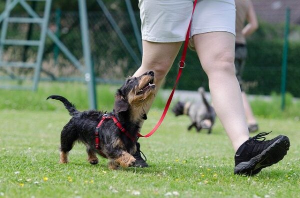 How to train a dog, walking a dog
