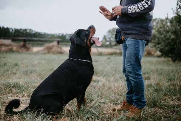 Dog Training: A man training his dog