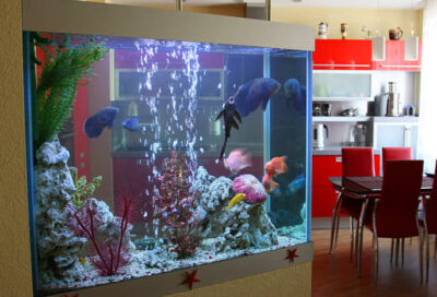 How to set up a fish tank in the kitchen