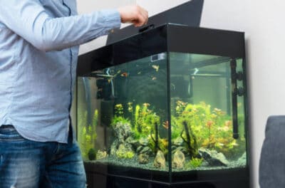 Selection the right fish tank