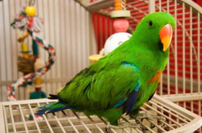 Green pet bird in a cage