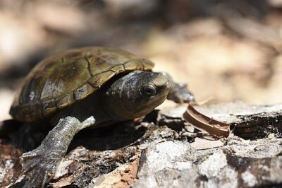Best Pet Turtles Mud Turtle