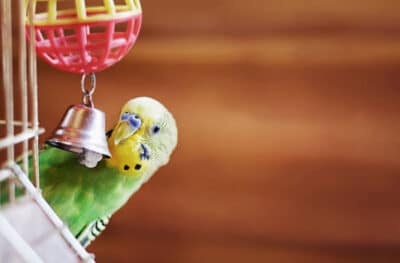 Pet parakeet bird playing with a bell