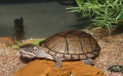 Best Pet Turtle Razorback Musk Turtles