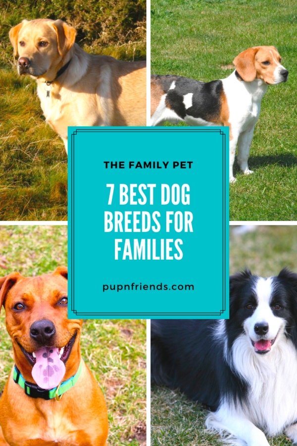 7 Best Dog Breeds for Families #pupnfriends