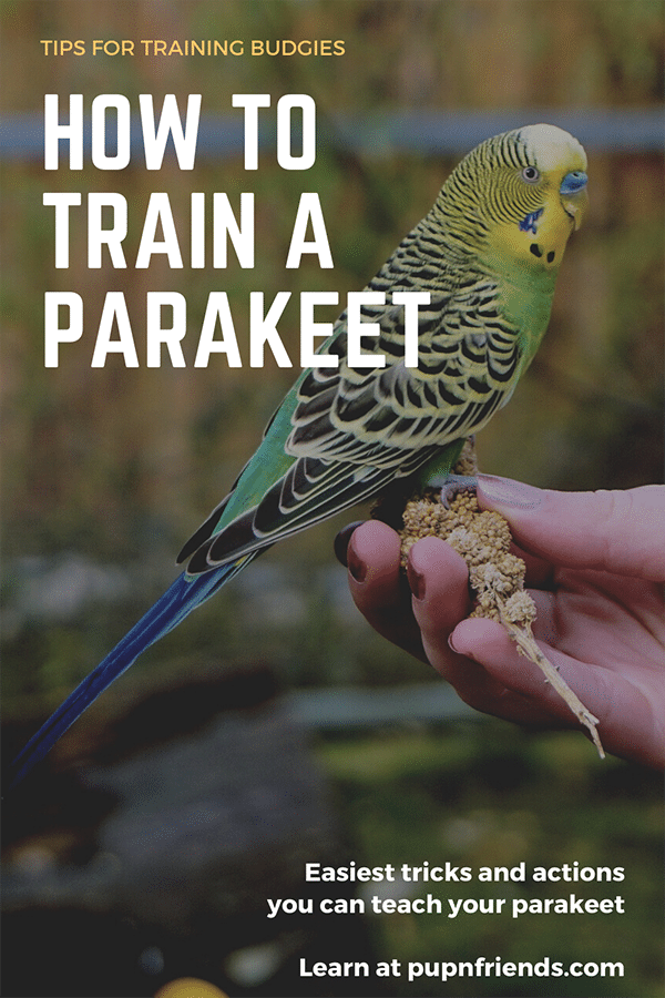 How to Train a Parakeet #pupnfriends