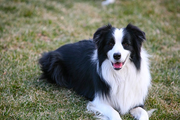 Best Dog Breeds for Families, Collie
