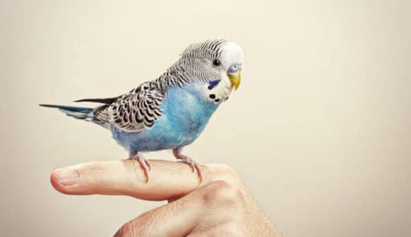 How to train a budgie