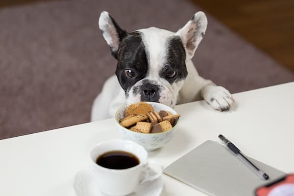 What foods are safe for dogs