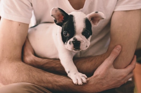 Tips for Caring for Your First French Bulldog