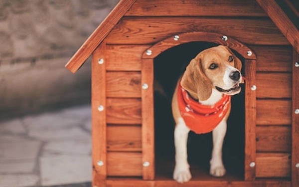 Best dog houses for hot weather