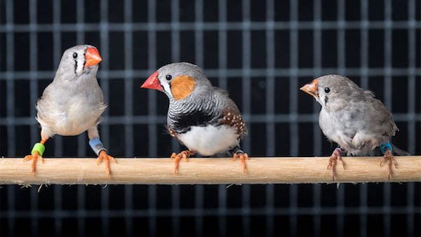 Finches on a stick in a cage