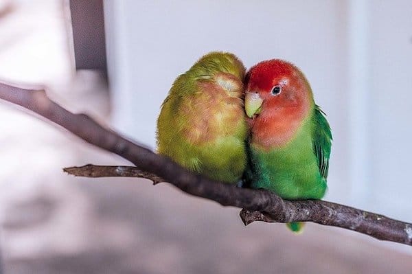 Love birds on a branch