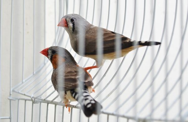 Pet birds in a cage