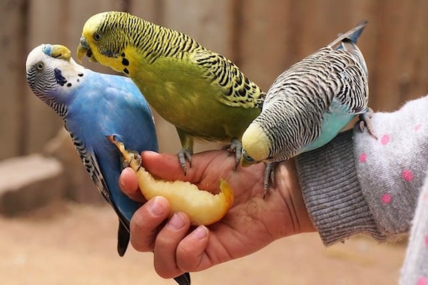 Pet birds eating food