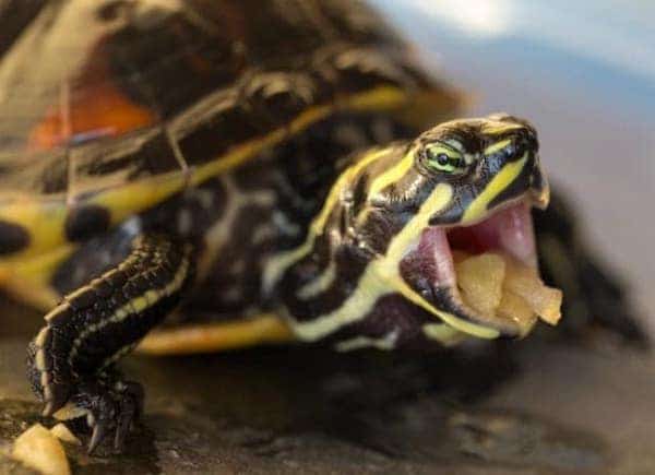 Pet turtle eating food