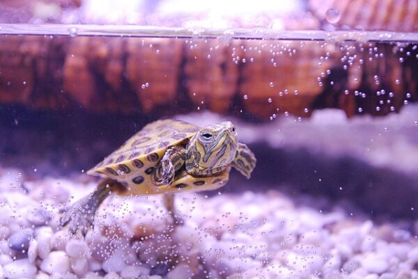 Pet turtle in an aquarium