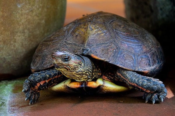 Pet turtle care