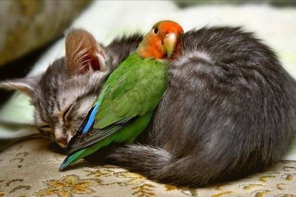 Can you have a pet bird with cats