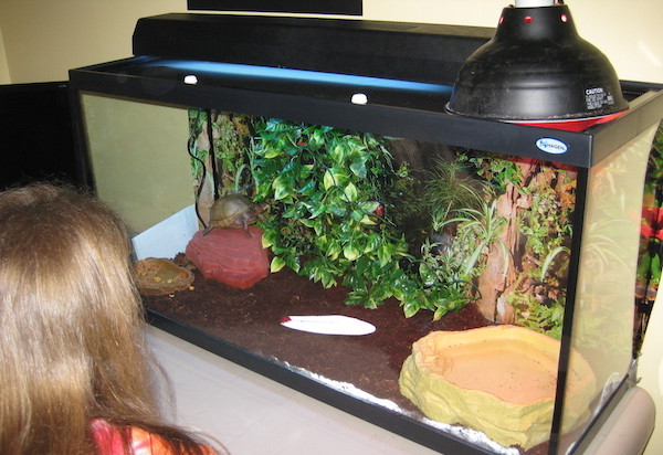 Set up a turtle habitat