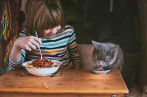 Food harmful to cats