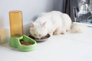 best cat foods for older cats