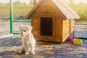best little dog houses