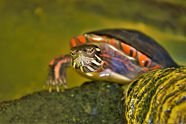 6-best-pet-turtles-for-beginners-find-the-right-pet-turtle