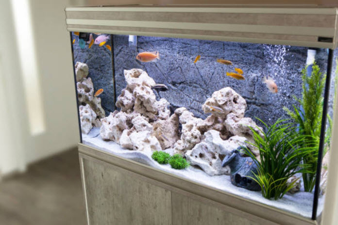 How to Set Up a Fish Tank