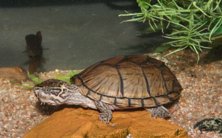 6 Best Pet Turtles for Beginners | Find the Right Pet Turtle