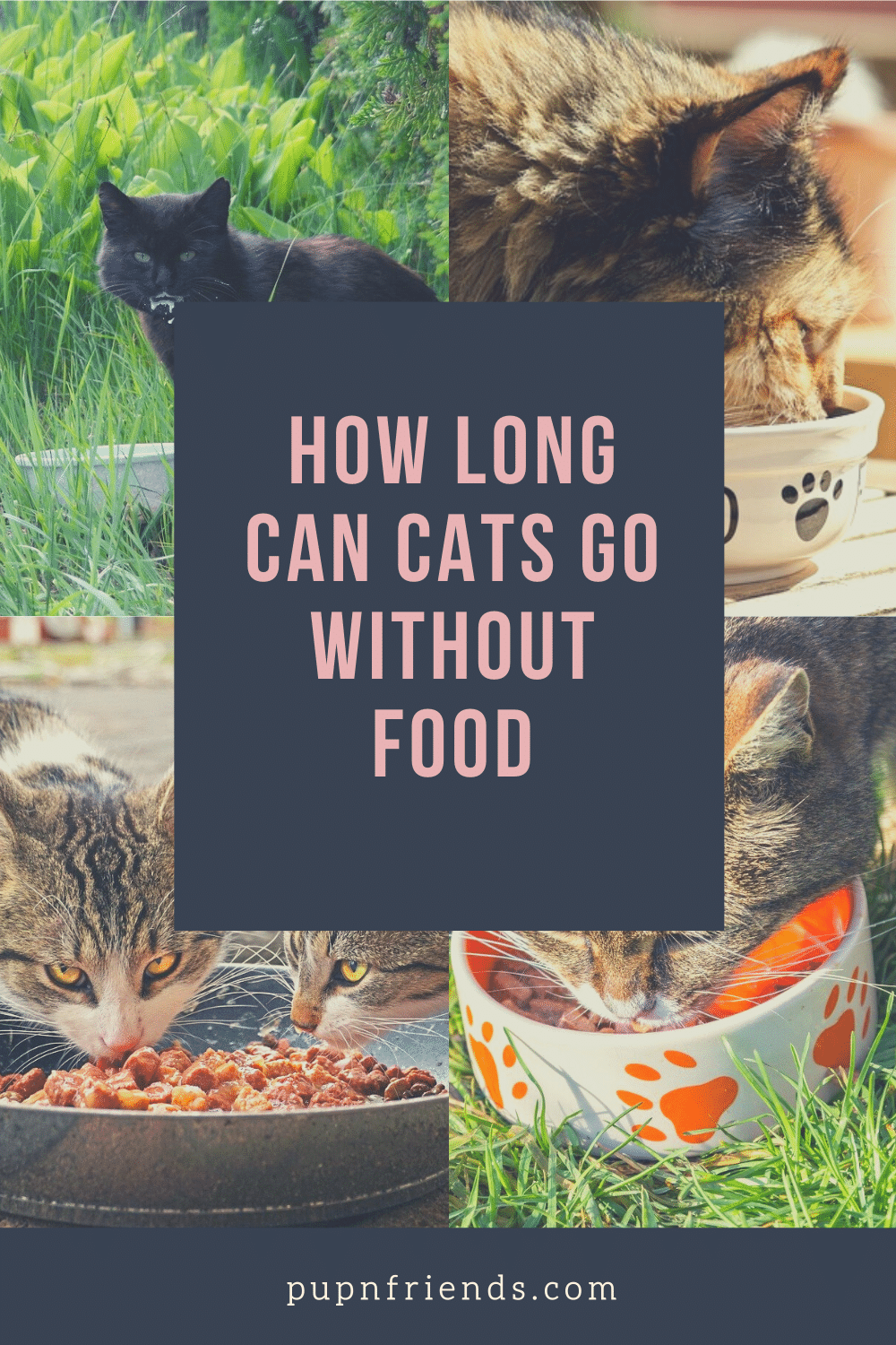 How Long Can Cats Go Without Food? Cat Feeding Tips