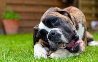 Best Dog Bones for Aggressive Chewers
