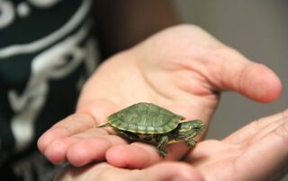 How long do pet turtles live