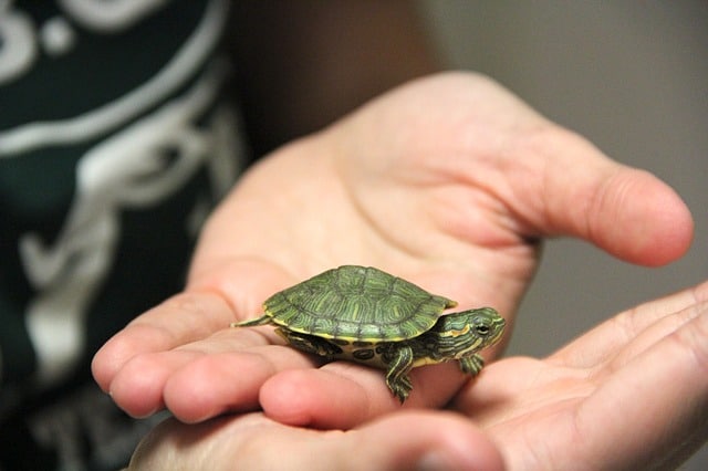 How Long Do Pet Turtles Live?
