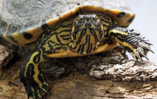 How to set up a turtle habitat