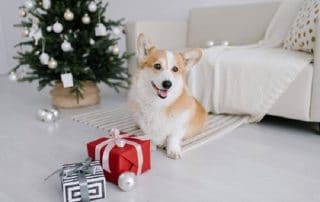best gifts for dogs