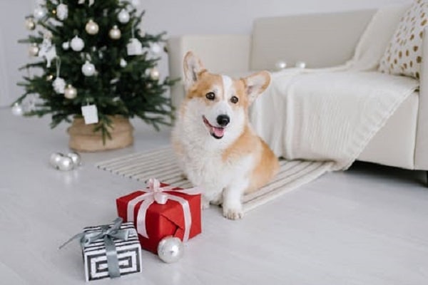best gifts for dogs
