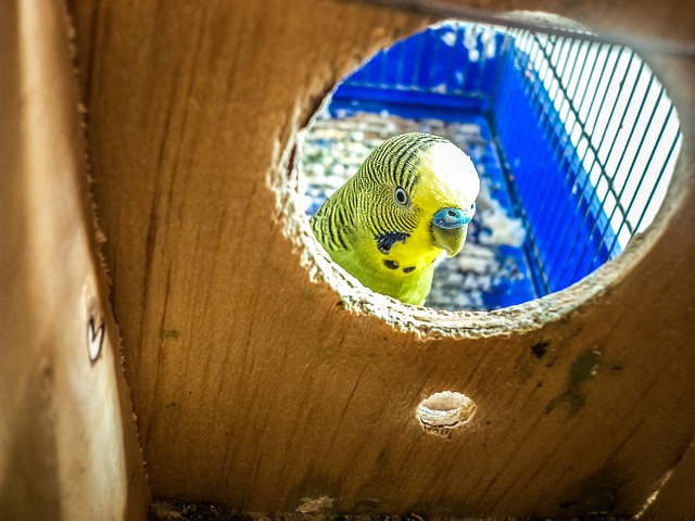 10 Best Parakeet Cages