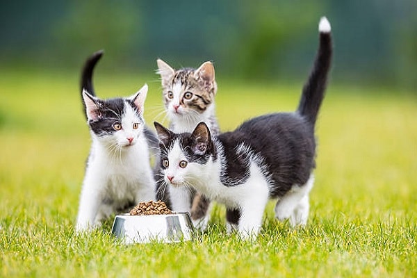 9 Best Raw Cat Foods