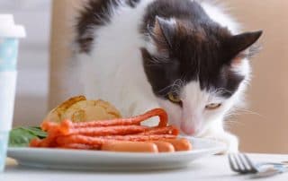 What Foods Should Cats Not Eat