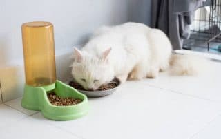 best cat foods for older cats
