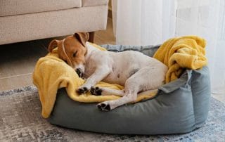 best dog house bedding